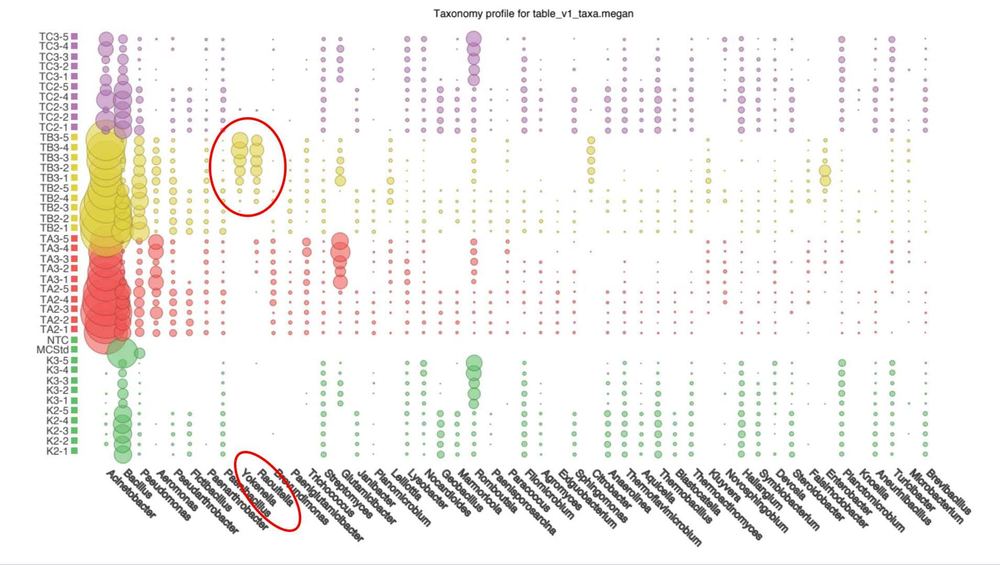 16S-rRNA-Analyse von Komposttee-Varianten mit und ohne Melasse