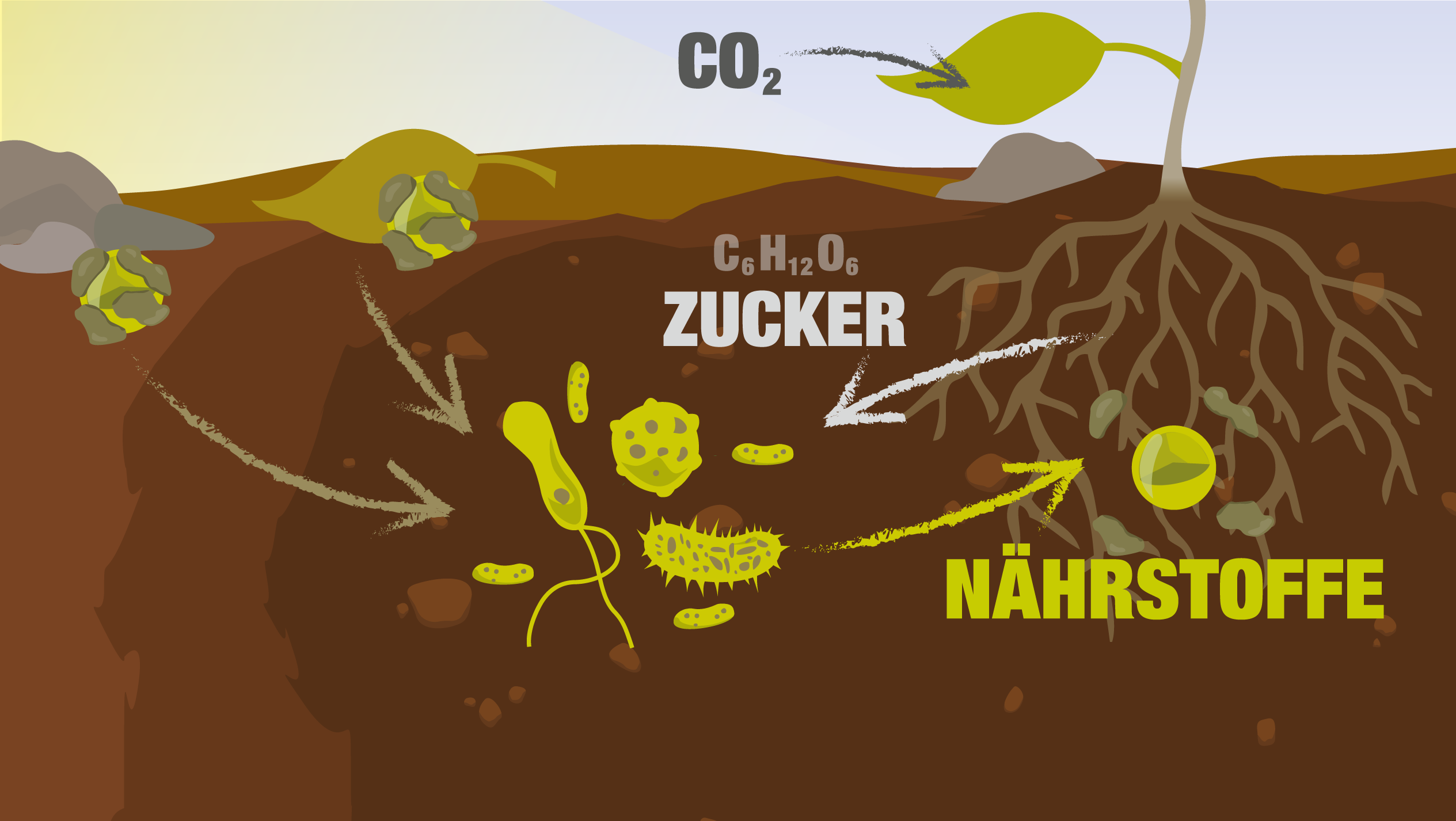 Photosynthese und Wurzelexsudate: Die Pflanze bindet CO₂, bildet Zucker (C6H12O6) und gibt ihn über die Wurzeln an Bodenmikroorganismen ab, die im Gegenzug Nährstoffe bereitstellen
