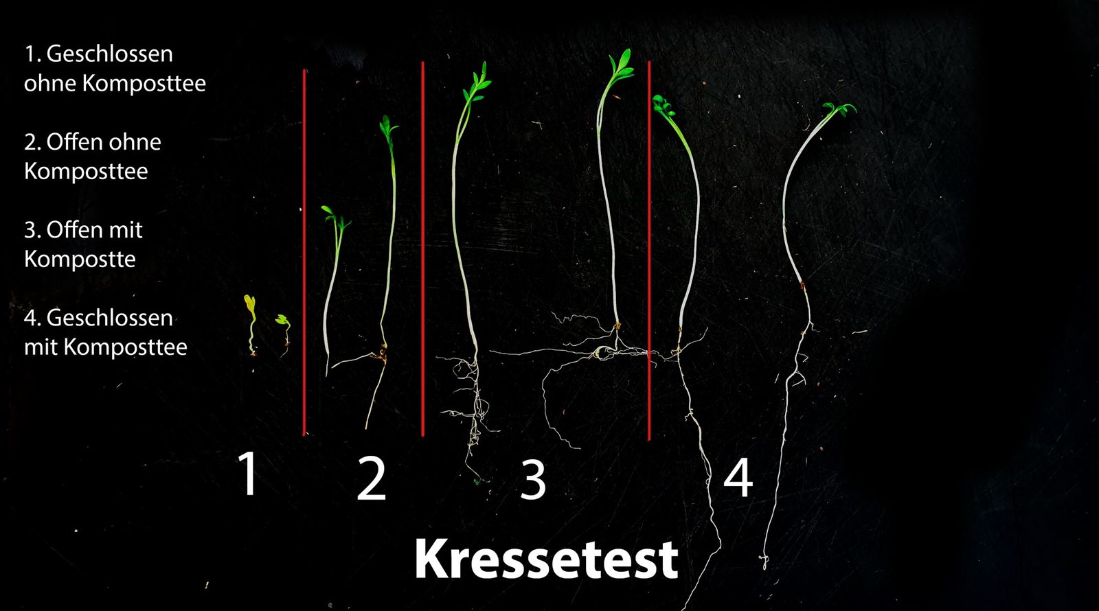 Kressetest mit vier Varianten: Komposttee fördert das Wurzelwachstum
