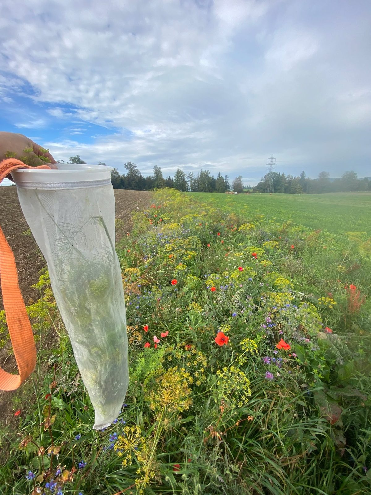 Kräuter aus dem Blühstreifen im Netzsack für das EM-Ferment