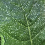 Blatt mit weissem Kristallkalk-Film, Nahaufnahme