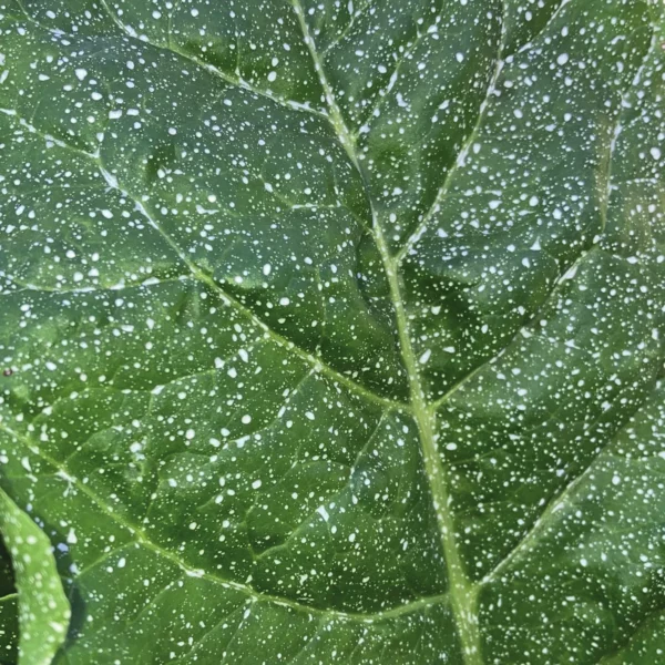 Blatt mit weissem Kristallkalk-Film, Nahaufnahme