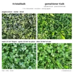 Vergleich Kristallkalk und gemahlener Kalk auf Kleeblättern, angetrocknet und nach 10 l/m² Regen (Bodenversum)