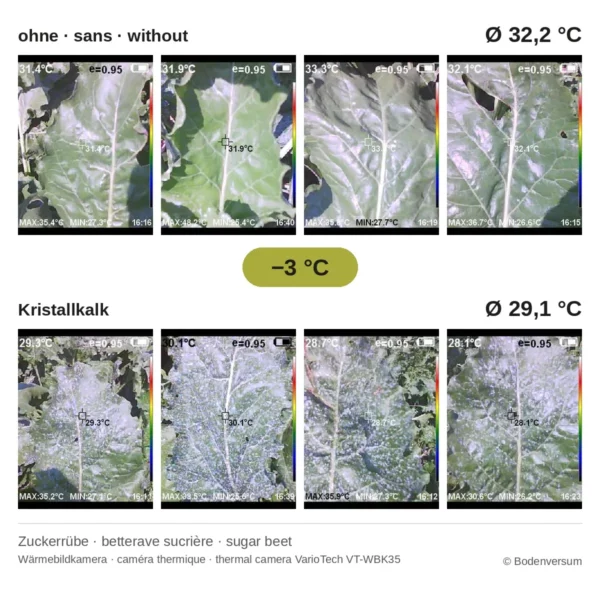 Wärmebilder Zuckerrübe: ohne Kristallkalk im Mittel 32,2 °C, mit Kristallkalk 29,1 °C (Bodenversum)