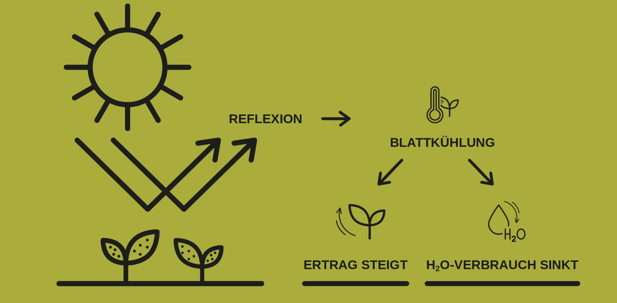 Schema: Kristallkalk reflektiert Sonnenlicht, das Blatt bleibt kühler, der Ertrag steigt und der Wasserverbrauch sinkt