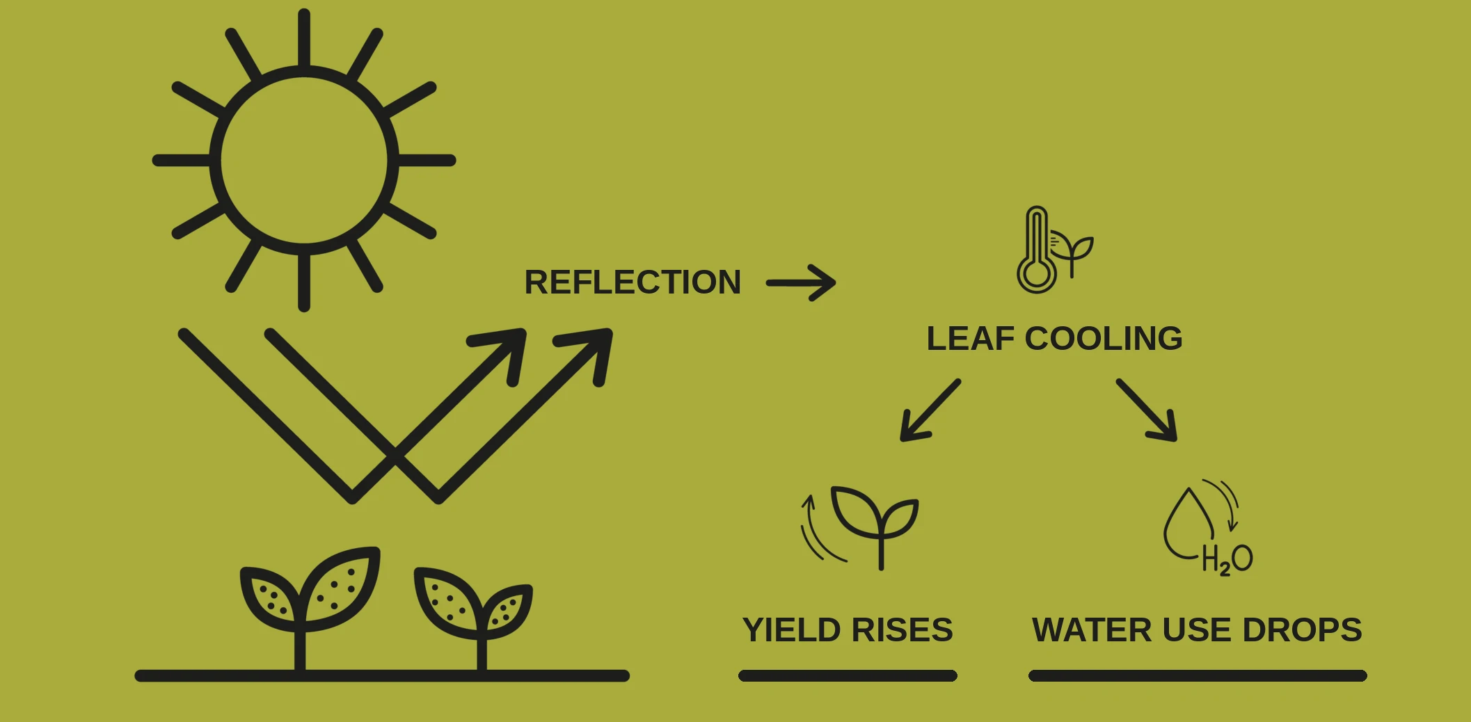 Diagram: Kristallkalk reflects sunlight, the leaf stays cooler, yield rises and water use drops