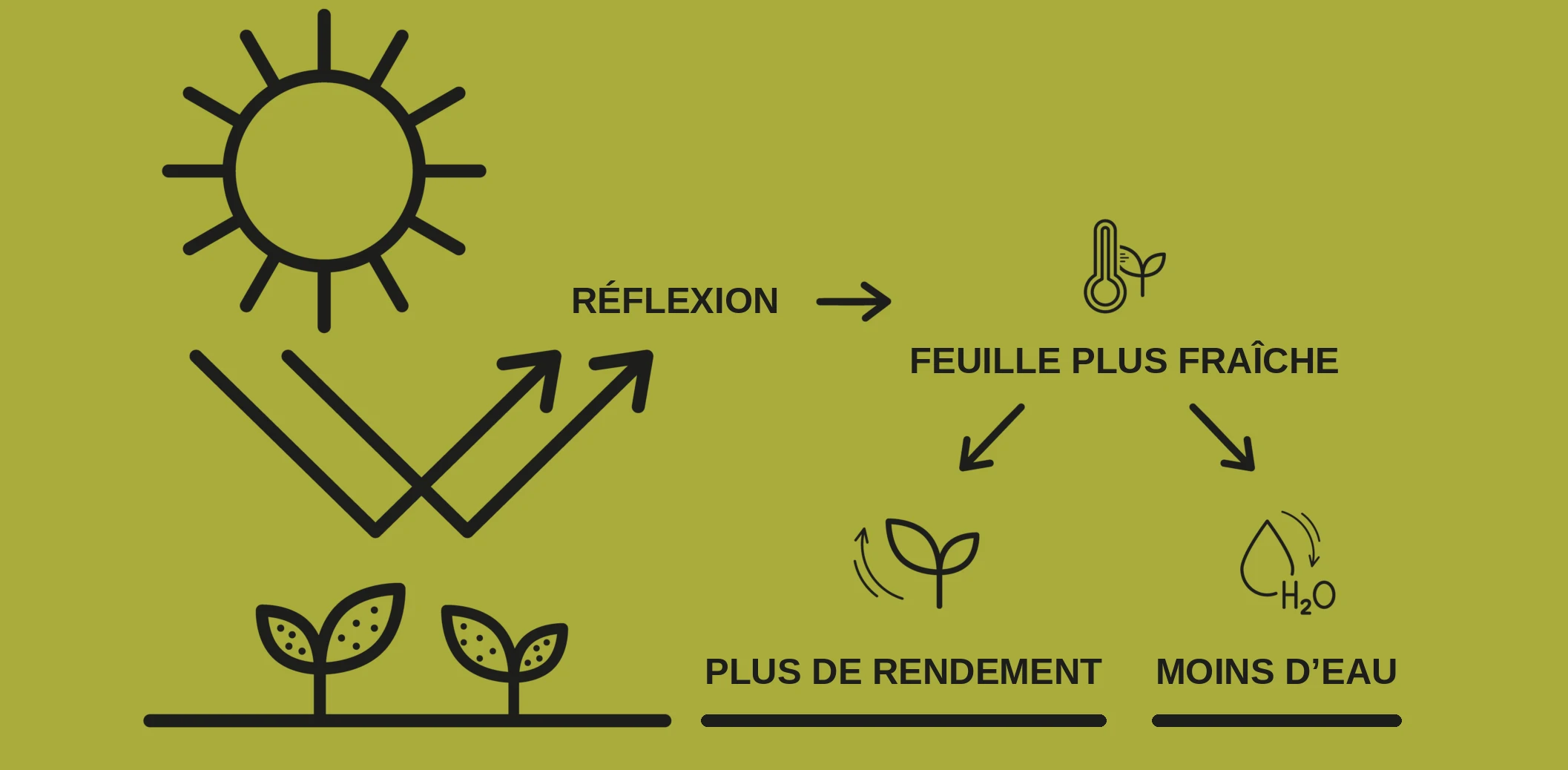 Schéma : Kristallkalk renvoie la lumière du soleil, la feuille reste plus fraîche, le rendement augmente et la consommation d’eau baisse