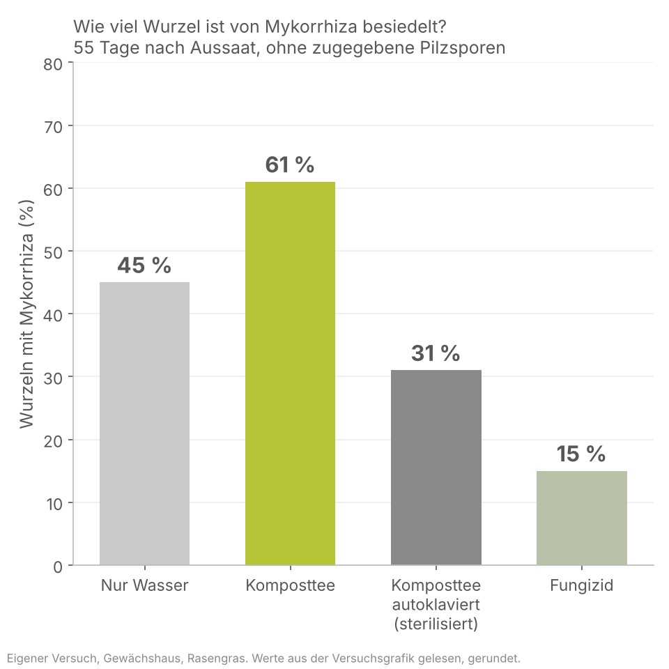 Balkengrafik: Mykorrhizierung nach Wasser 45 Prozent, Komposttee 61 Prozent, autoklavierter Komposttee 31 Prozent, Fungizid 15 Prozent