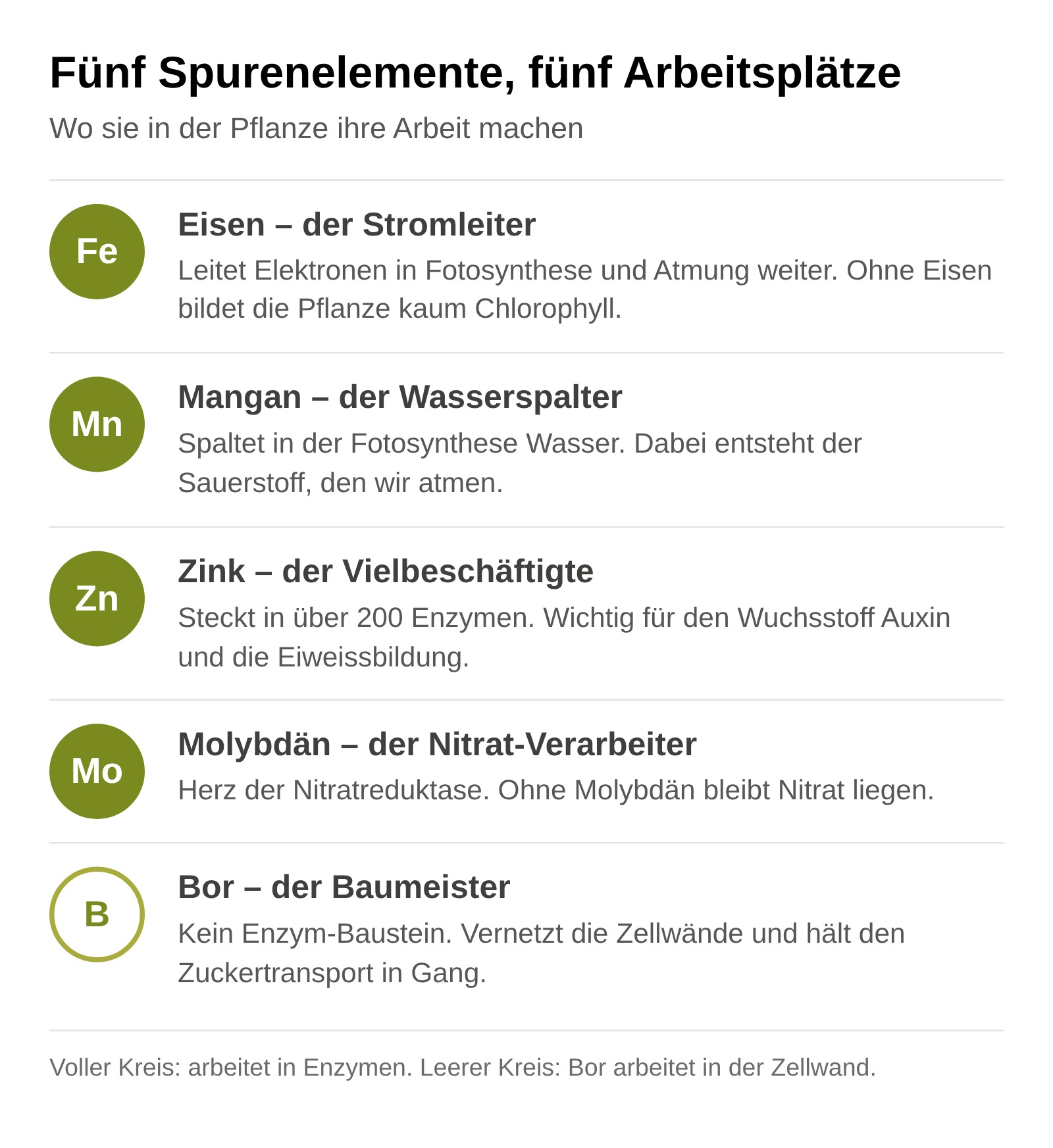 Übersicht: Eisen leitet Elektronen, Mangan spaltet Wasser, Zink steckt in über 200 Enzymen, Molybdän verarbeitet Nitrat, Bor vernetzt die Zellwand