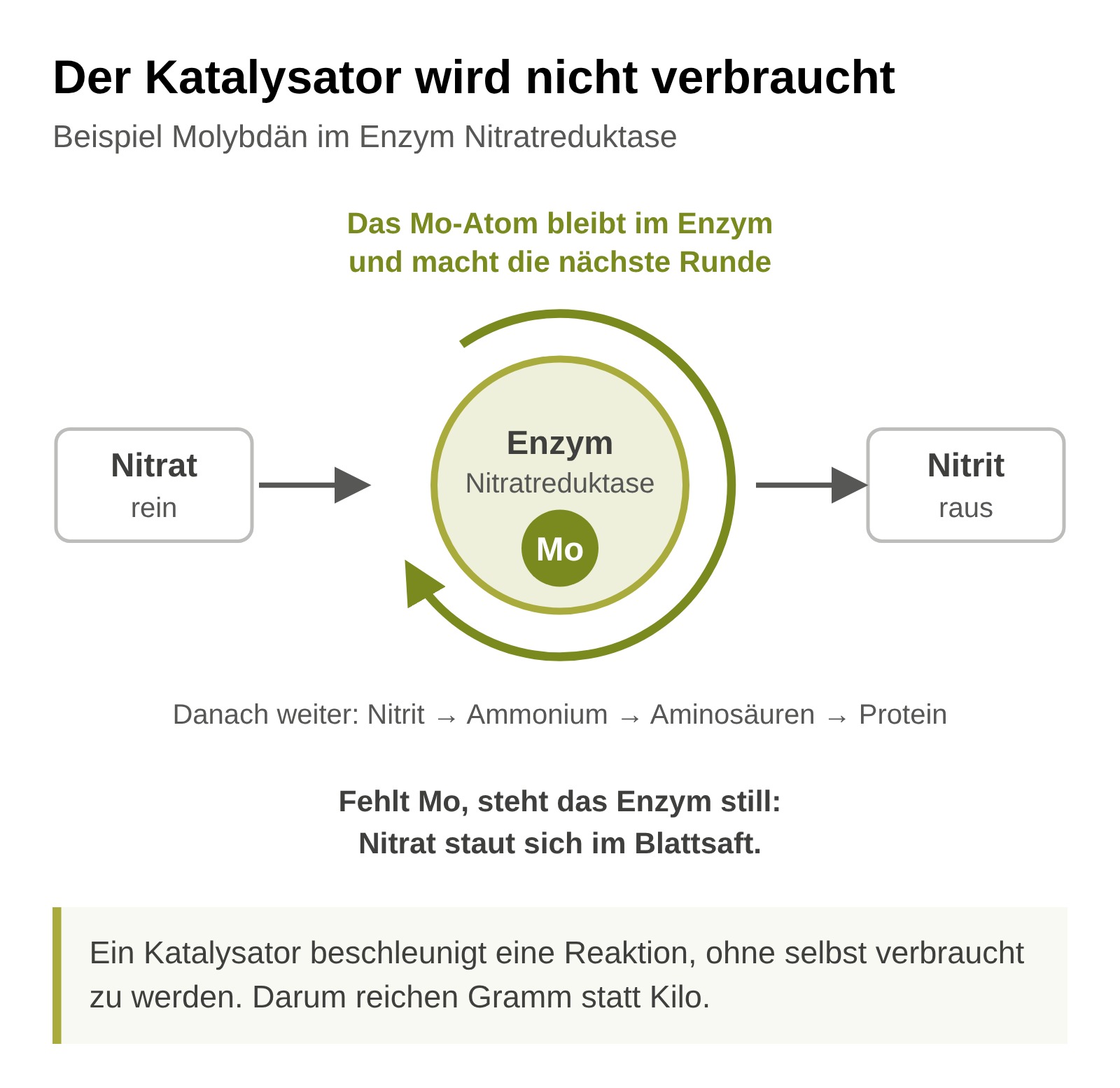 Schema: Nitrat geht in das Enzym Nitratreduktase mit Molybdän im Zentrum, Nitrit kommt heraus, das Molybdän bleibt im Enzym